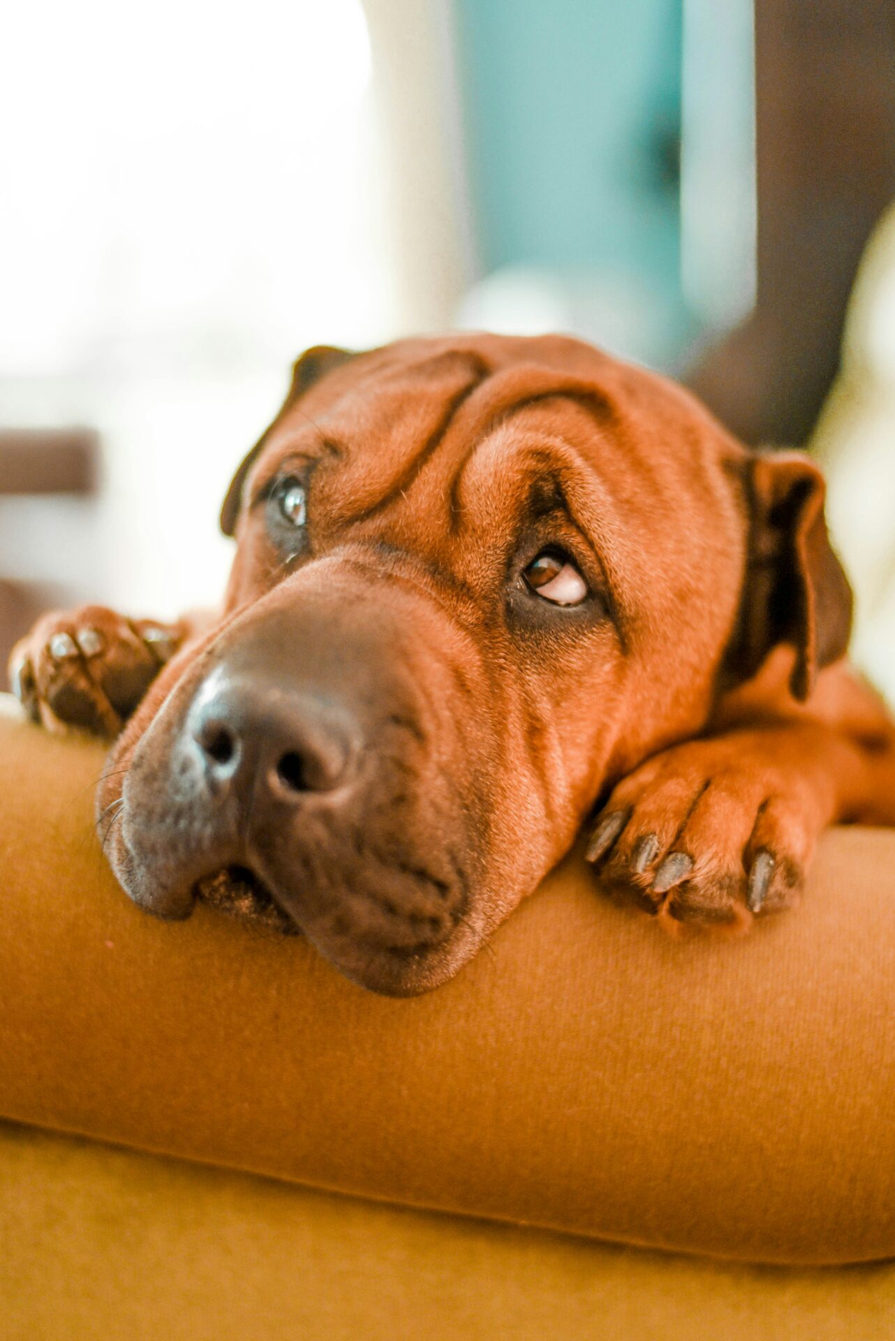 Cheating Man Outed By Dog, Thong