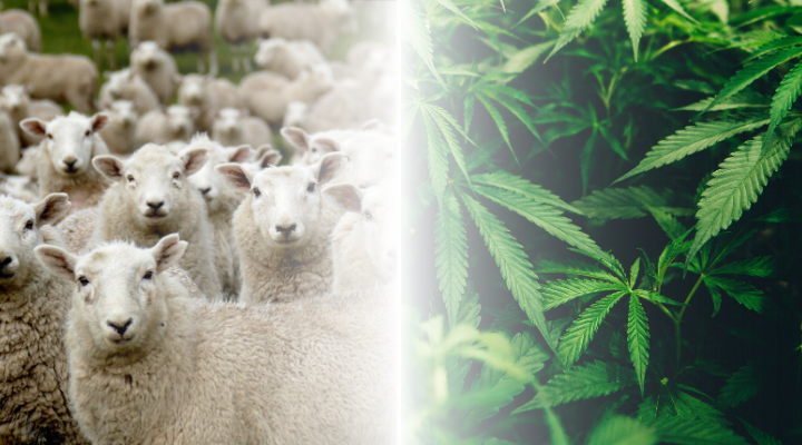 Greek Sheep Gobble Up Ganja