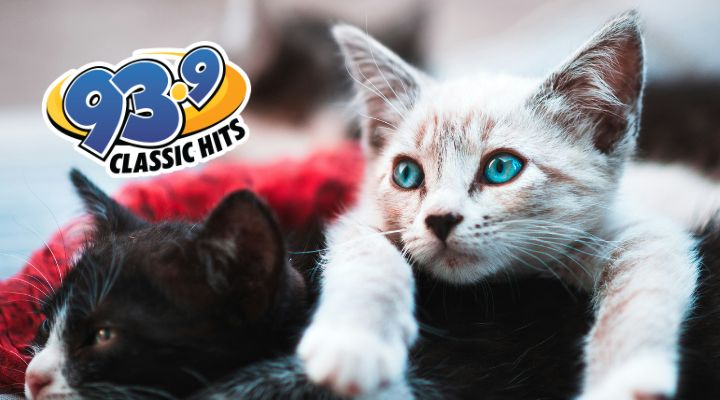 Meet Dobby, a Cat with Nine Lives and Four Ears