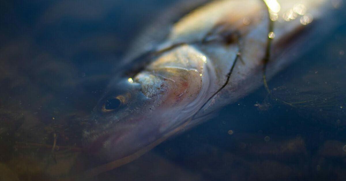 Falling Fish Smashes Tesla