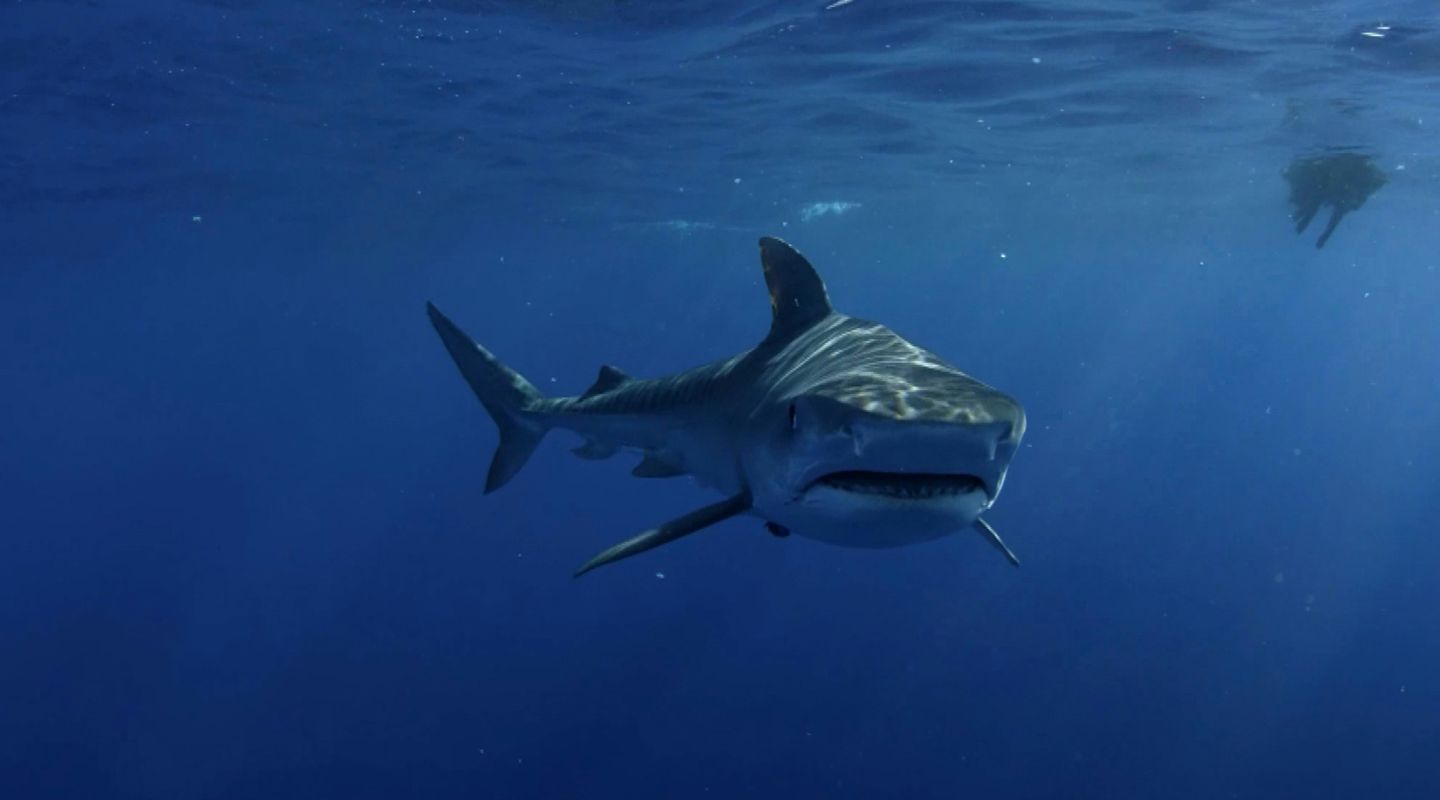 We have Heard the First Known Sound Made by a Shark