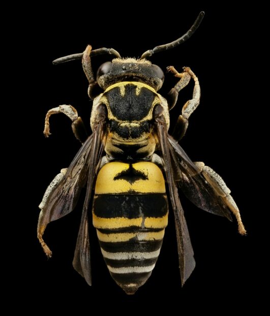 Insects Found In Colonoscopies