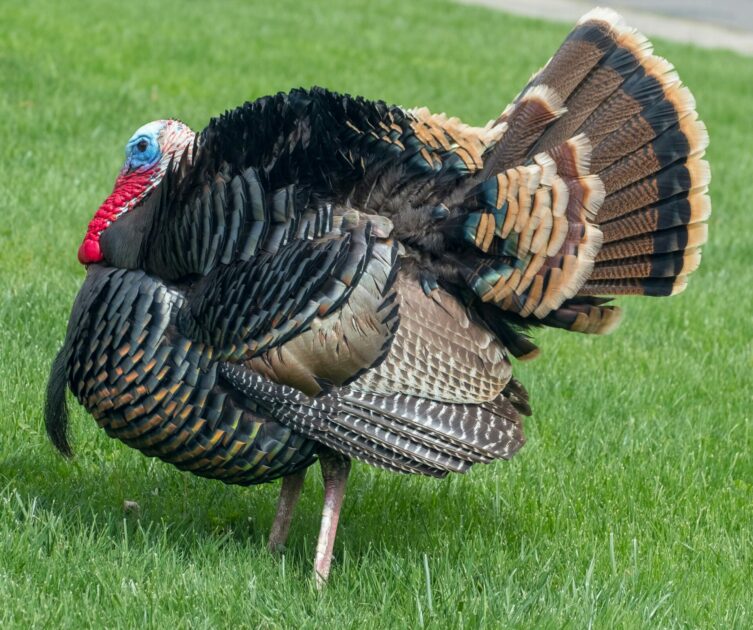 Man Shot After Being Mistaken for Turkey