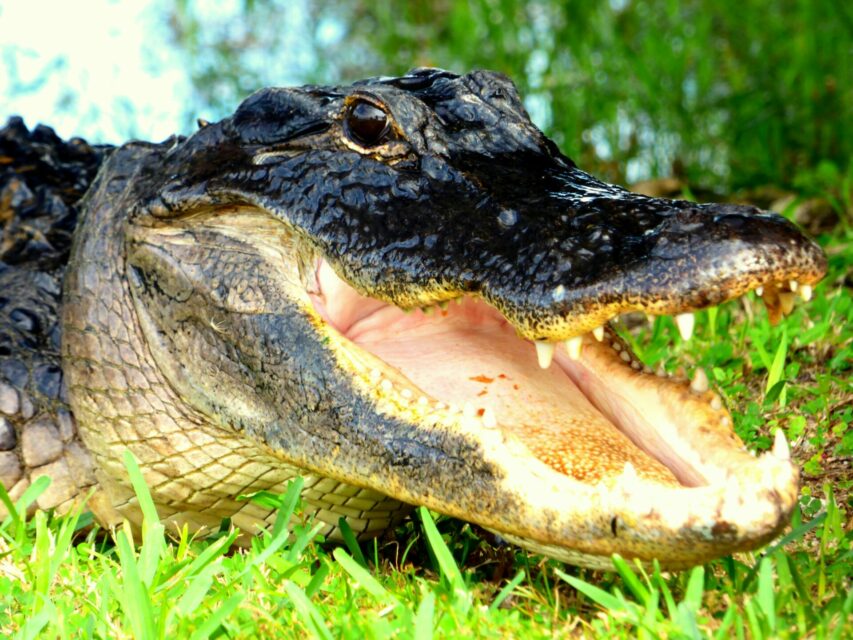 Man Runs Over Gator, Saves Friend