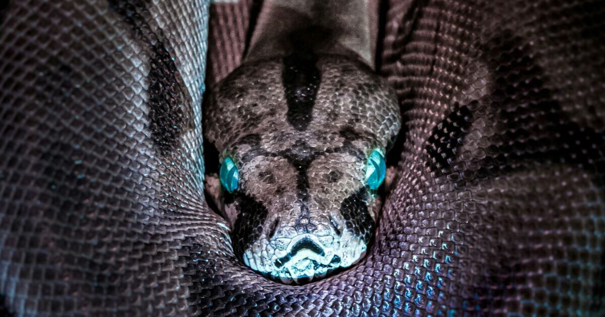 Man Bites Snake To Death