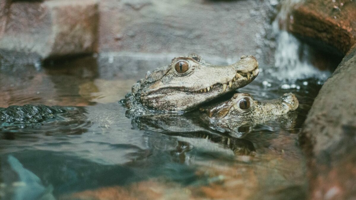 Man Found With 5 Gators In Tub