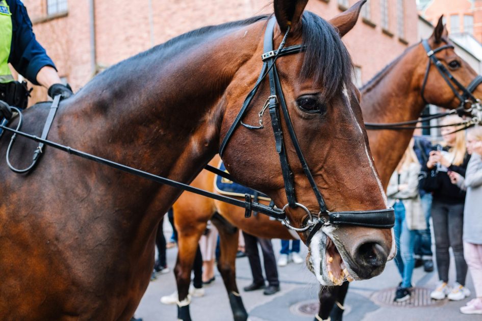 Man Punches Police Horse