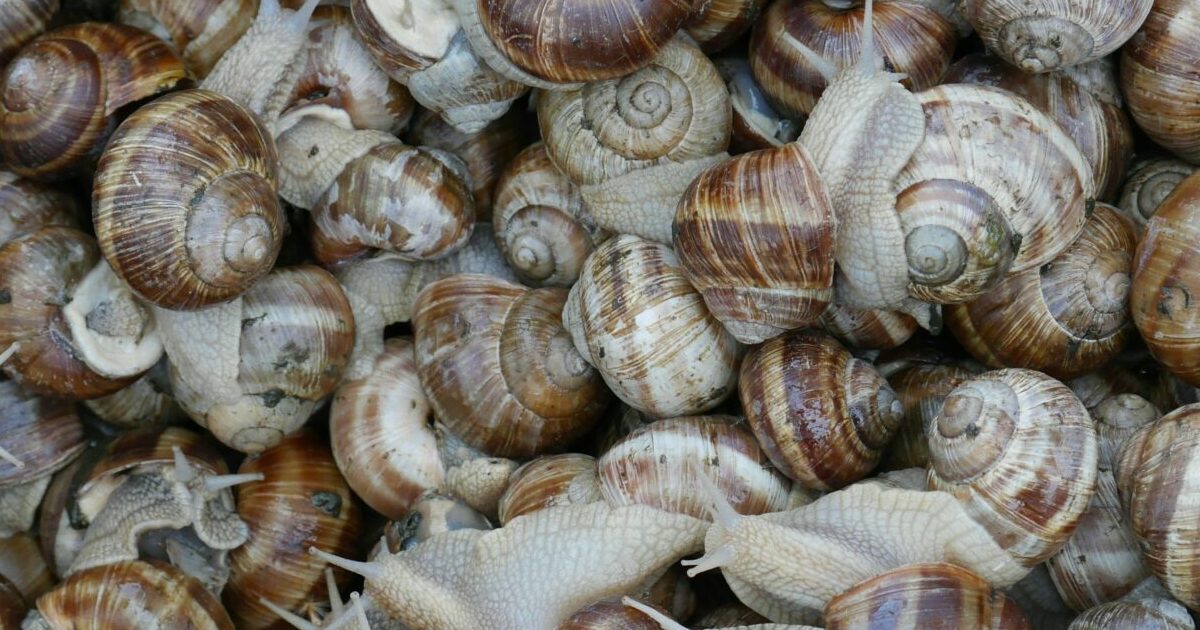 Giant Snails Snagged at Airport
