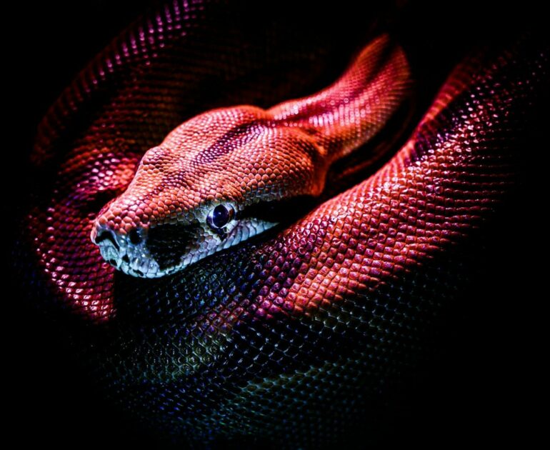 Man Attempts Robbery With A Snake