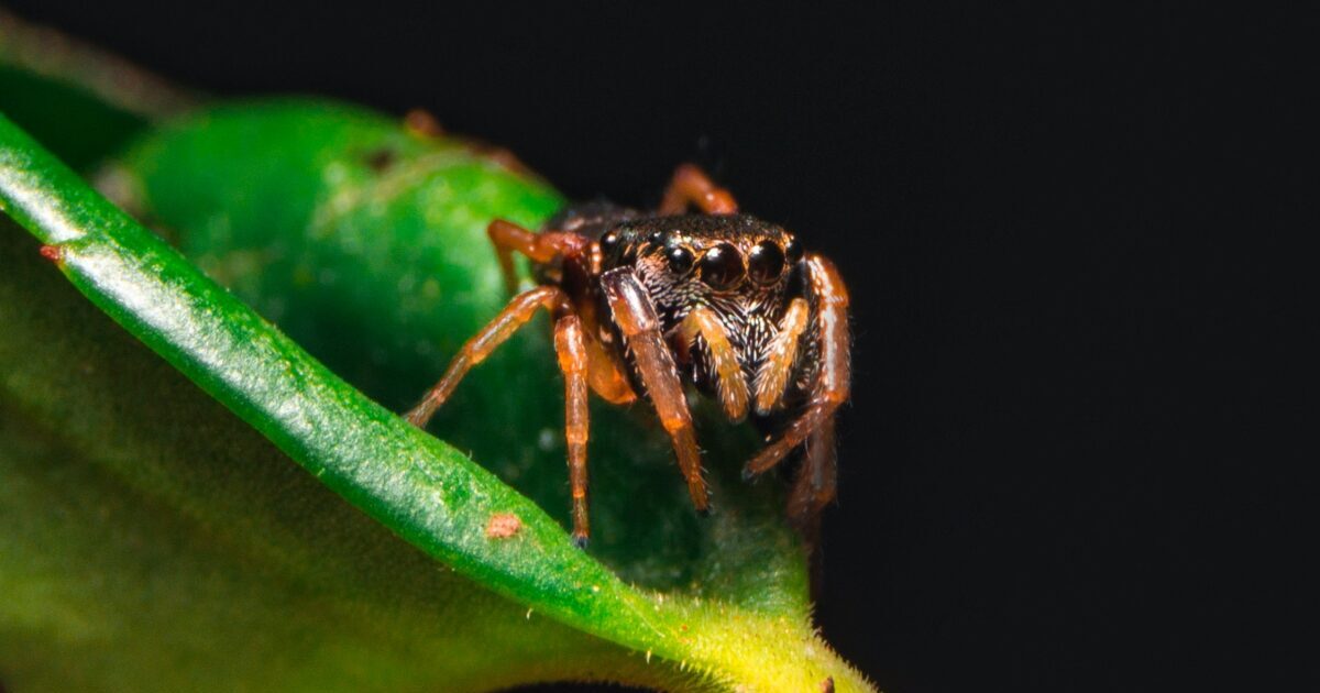 Lady Drowns Roommate’s Pet Spider