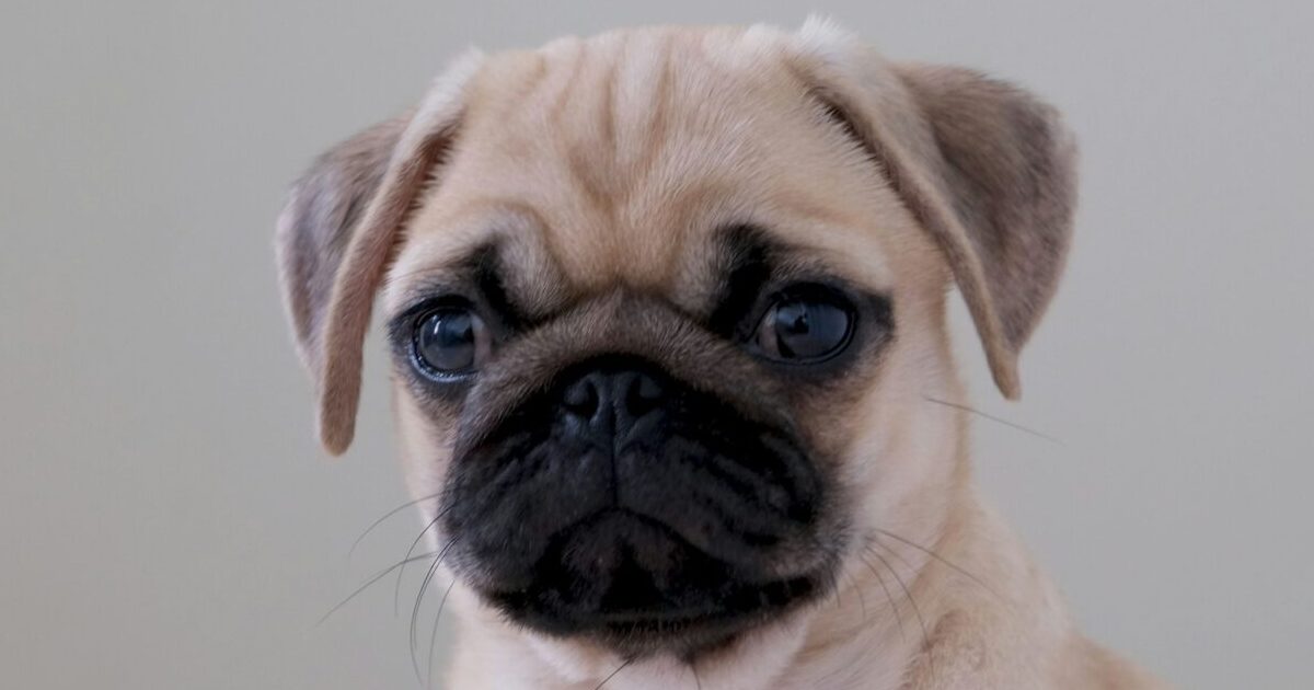 Gun Pulled During Puppy Adoption