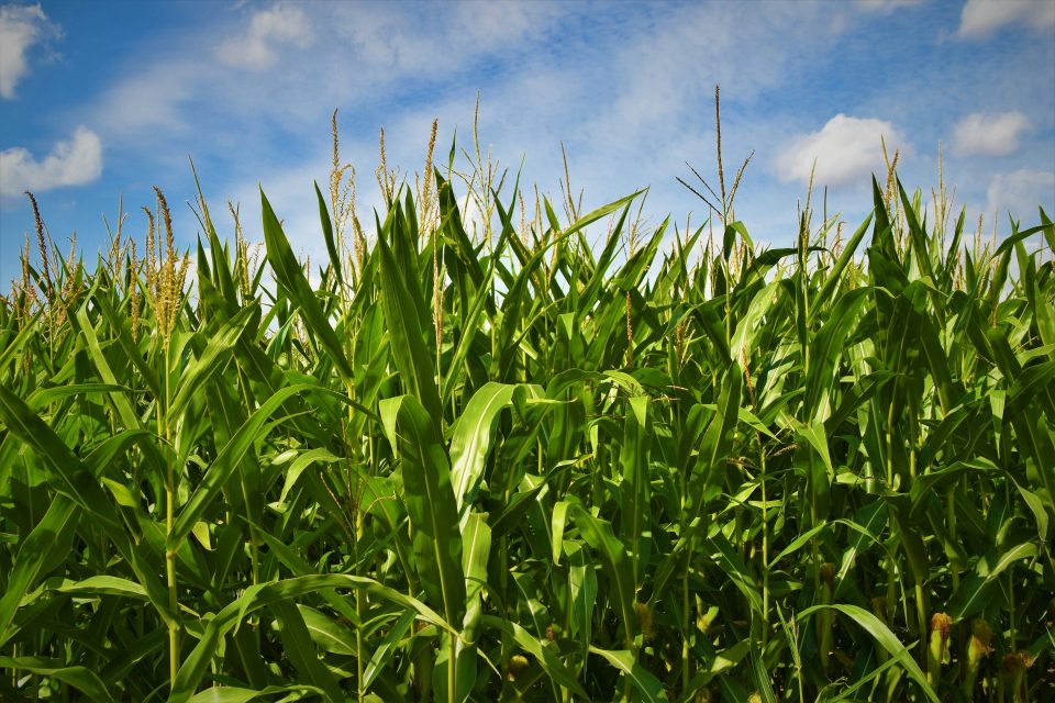 Corn Could Create College Cash