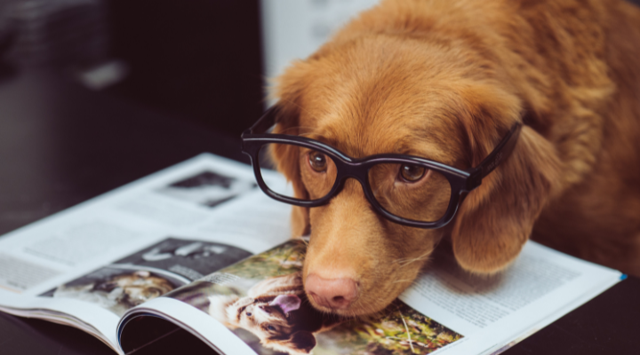 Literacy is Going to the Dogs
