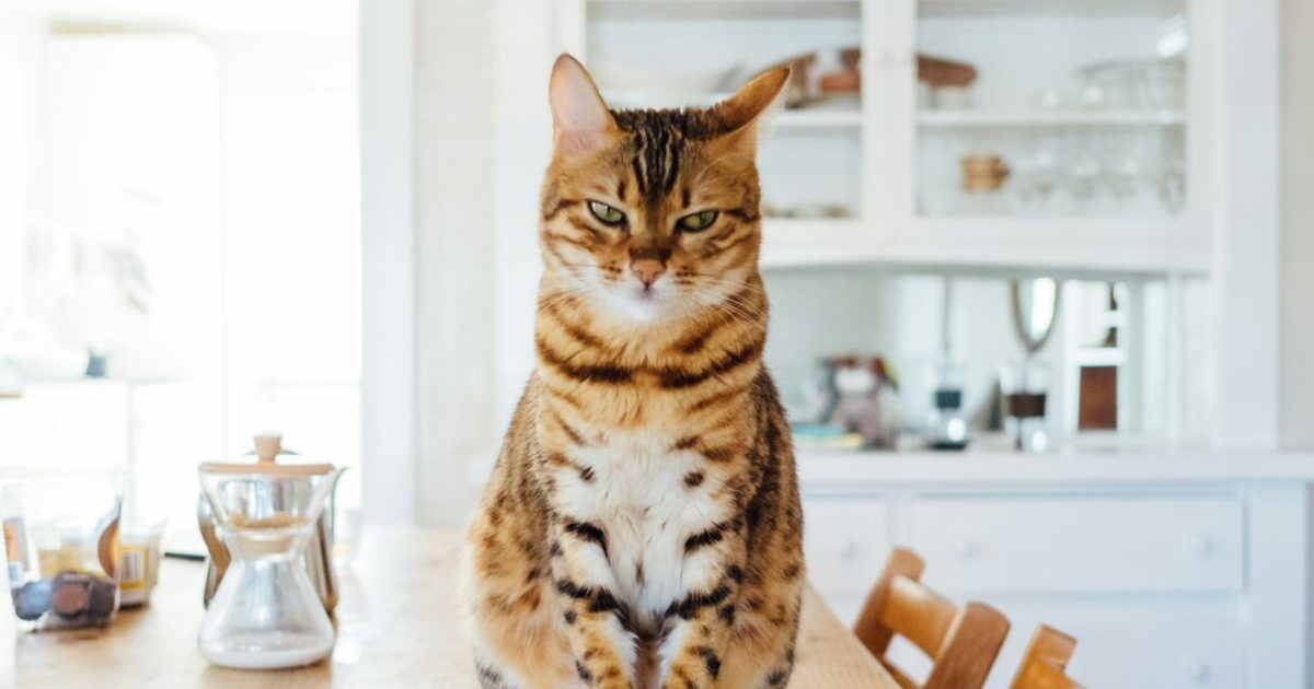 Cat Discovers Grenade In Basement