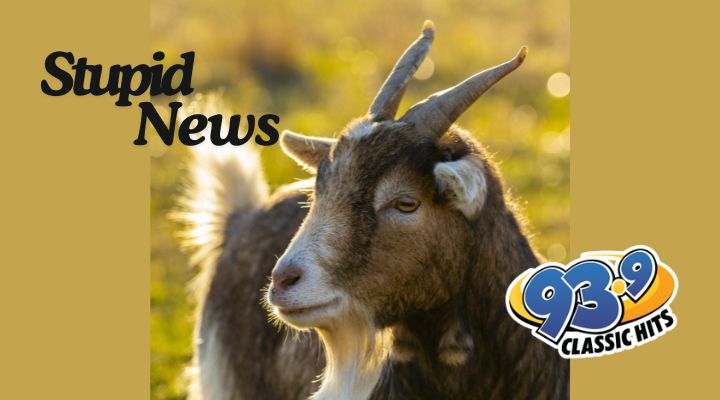 Deputy Attempts Goat Whispering in Washington