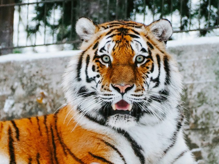Tiger King Cats Are Now Emotional Support Animals