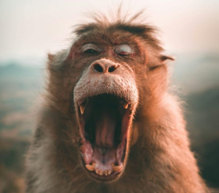 Monkey Attacks Drive-Thru Barista