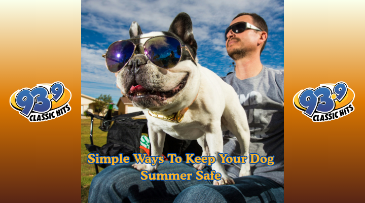 Simple Ways To Keep Your Dog Summer Safe